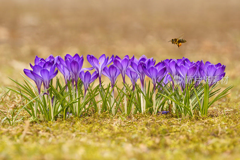 蜜蜂(Apis mellifera)，蜜蜂飞过番红花